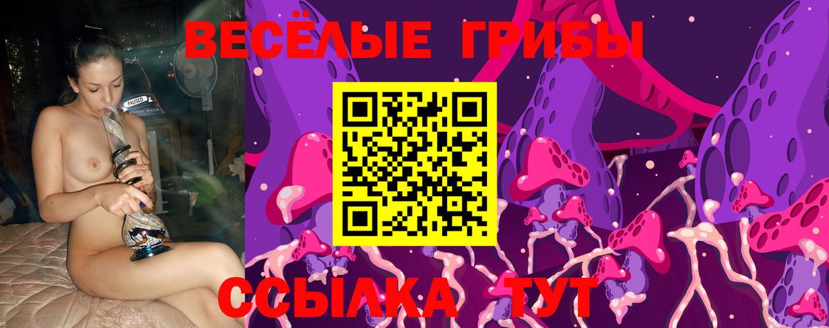 Галлюциногенные грибы Psilocybe Новозыбков